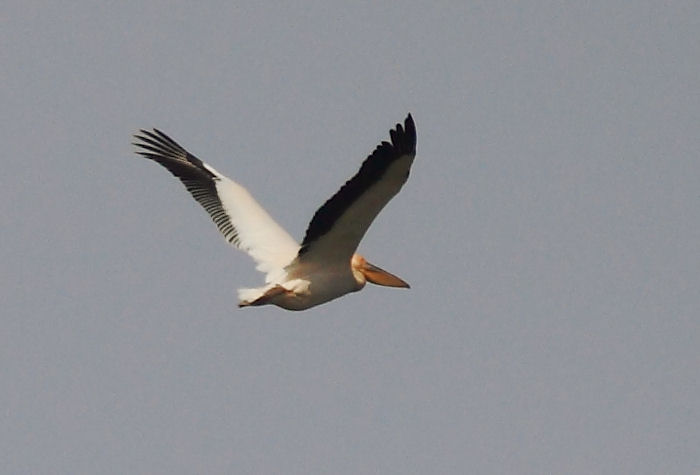 Pellicano Fiorentino - Pelecanus onocrotalus